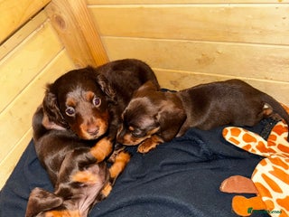 Miniature Dachshund dogs Female miniature daschunds - Advert 1
