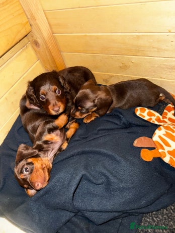 Miniature Dachshund dogs Female miniature daschunds - Advert 1