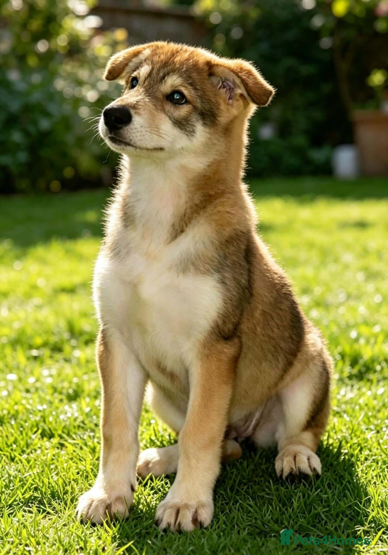 Saarloos Wolfdog dogs Ready to leave now - Advert 1