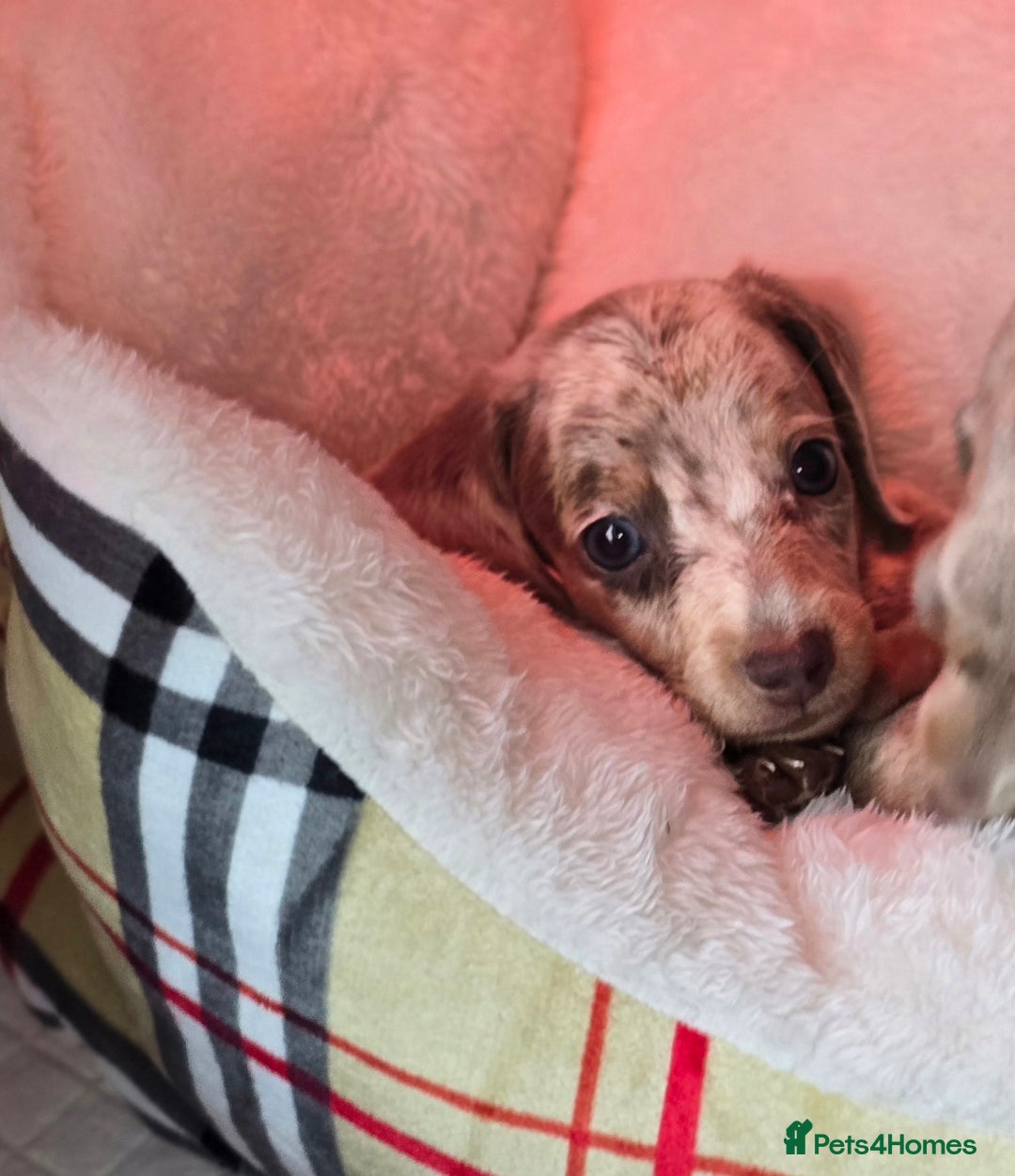 Miniature Dachshund dogs for sale: Mini dachahunds for sale  - Image 8