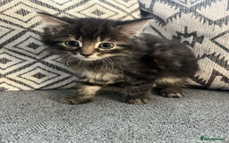 British Shorthair cats for sale: 3 boy kittens for sale  - Image 1