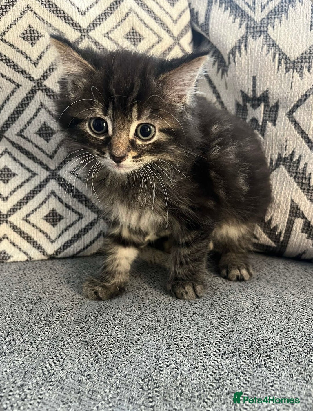 British Shorthair cats for sale: 3 boy kittens for sale  - Image 1