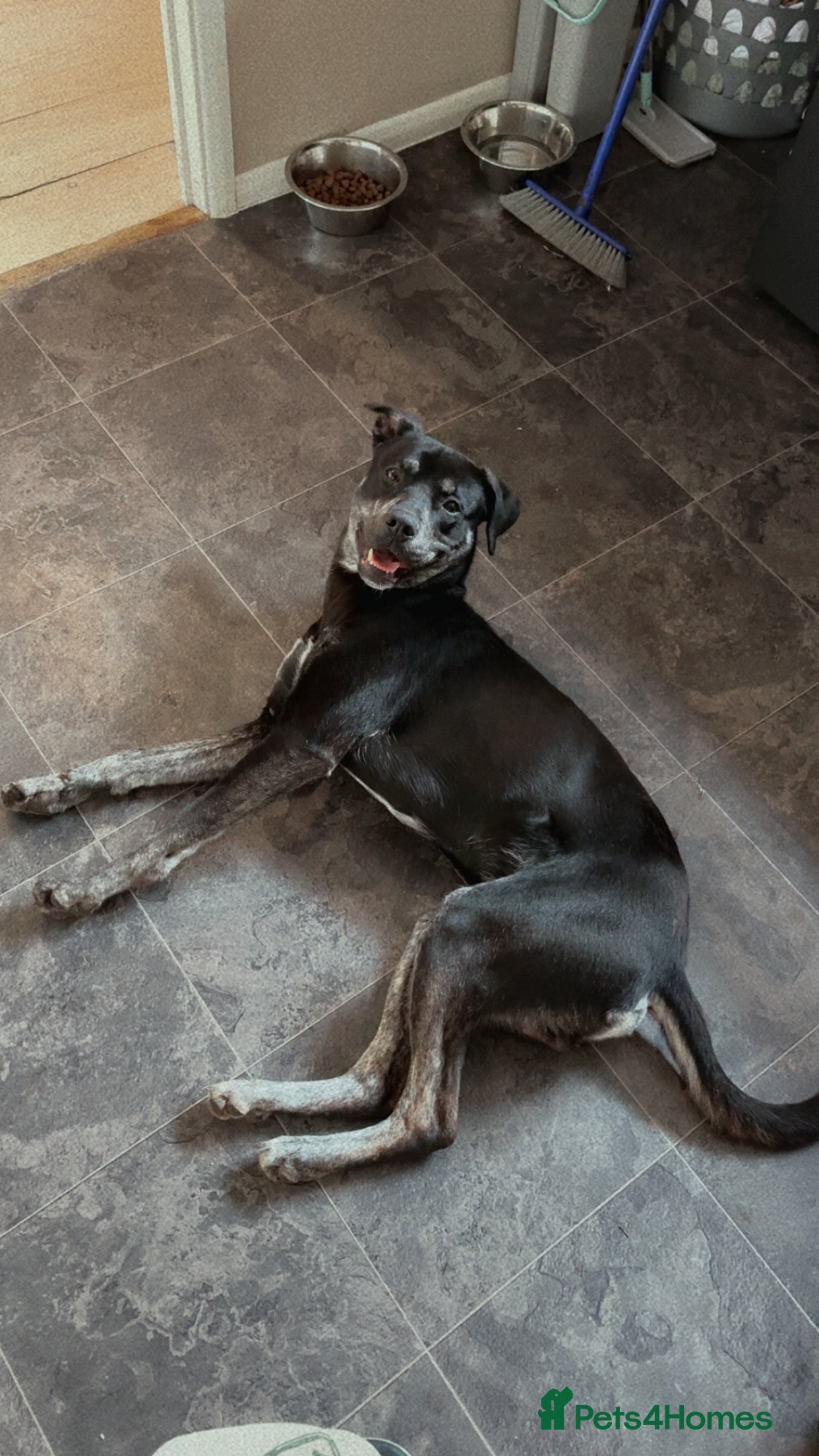 Mixed Breed dogs Spike - Advert 6