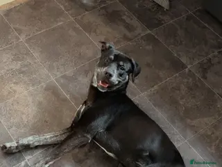 Mixed Breed dogs Spike - Advert 6