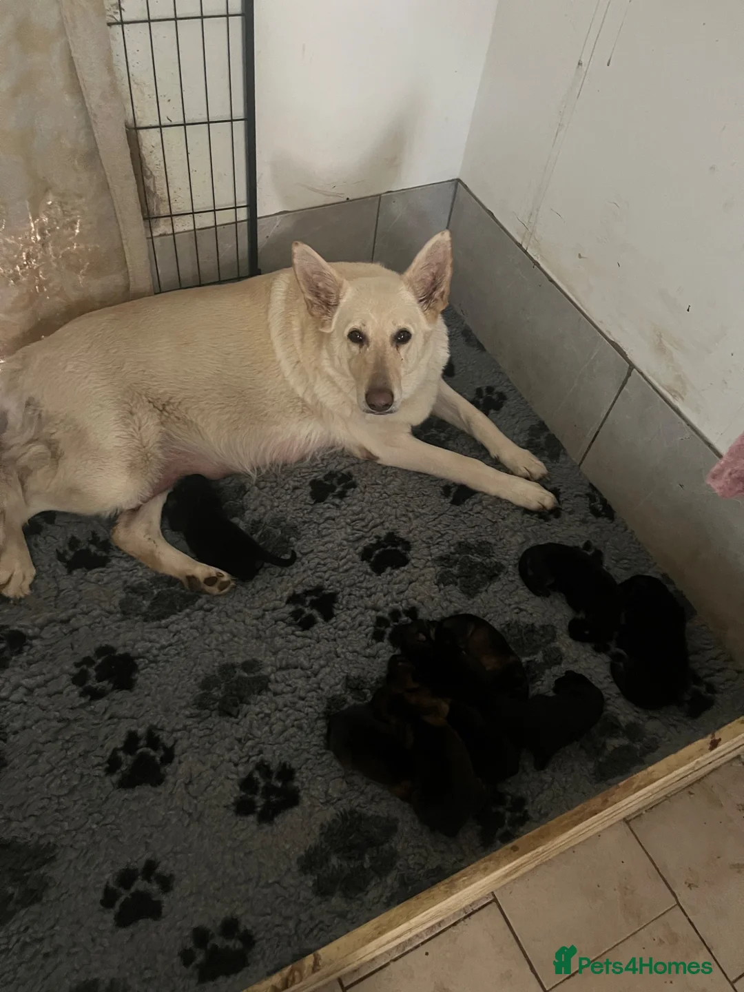 German Shepherd dogs for sale: German Shepherd puppies for sale  - Advert 1
