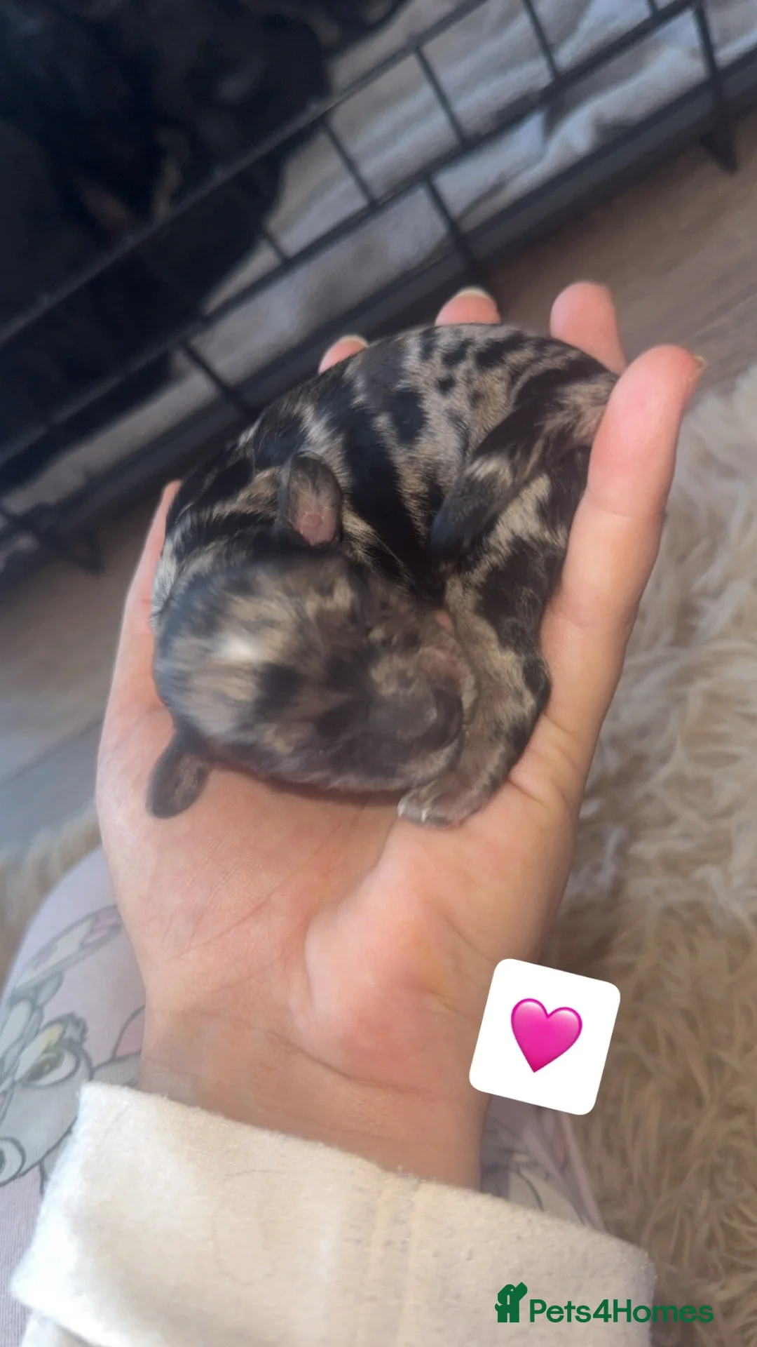 Mixed Breed dogs for sale: Gorgeous Pups  - Advert 2