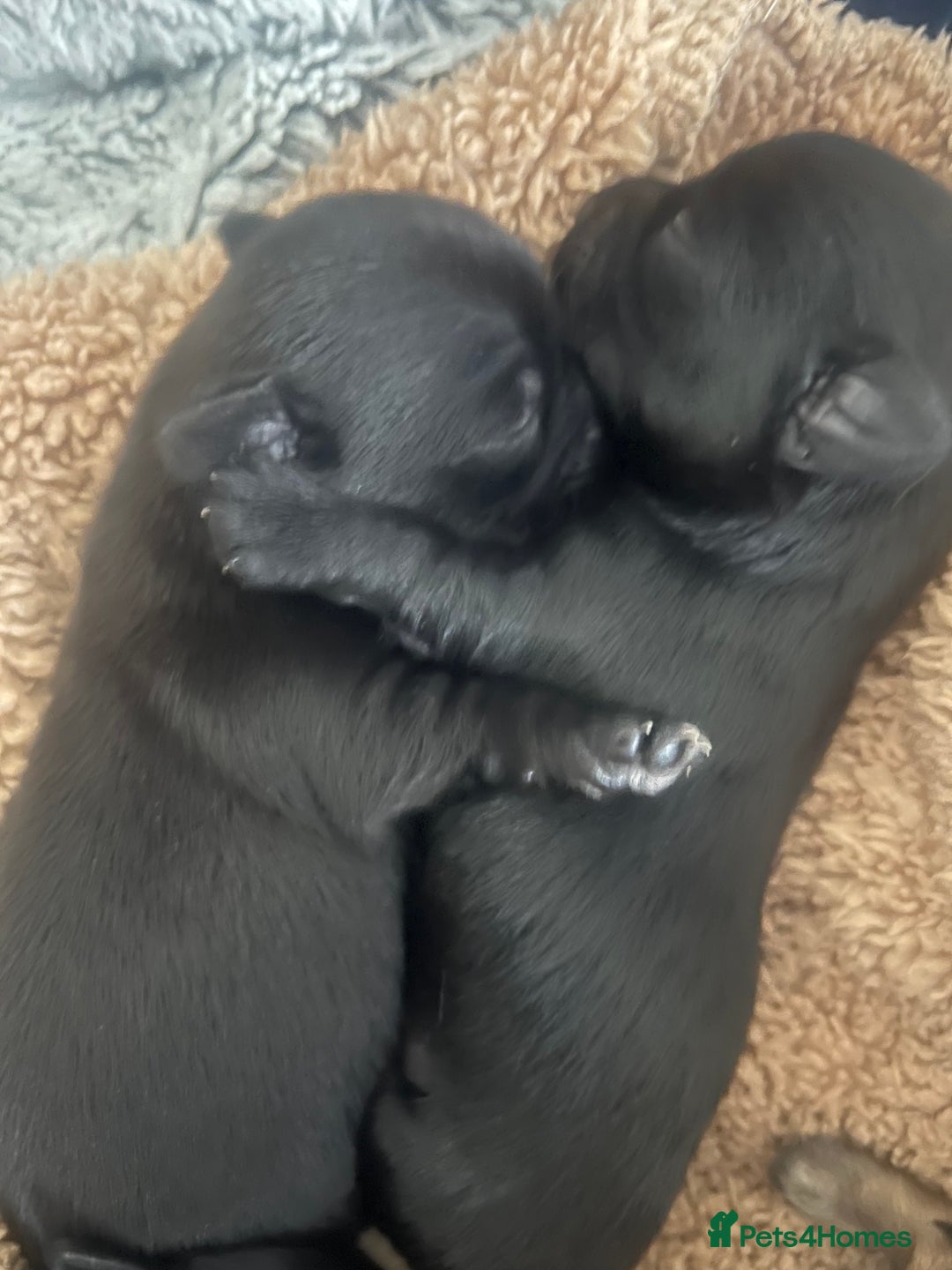 Chihuahua dogs for sale: Chihuahuas  - Image 12