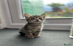 Domestic Shorthair cats for sale: Lovely kittens - Image 6