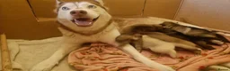 Siberian Husky dogs for sale: Siberian male Husky puppy  - Advert 1