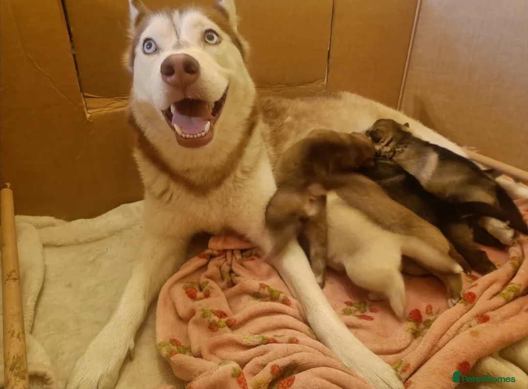Siberian Husky dogs for sale: Siberian male Husky puppy  - Advert 1
