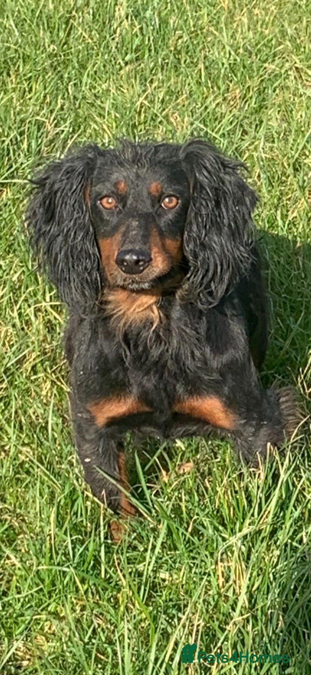 Mixed Breed dogs for sale: COCKER SPANIEL X PATERDALE TERRIER - Advert 13
