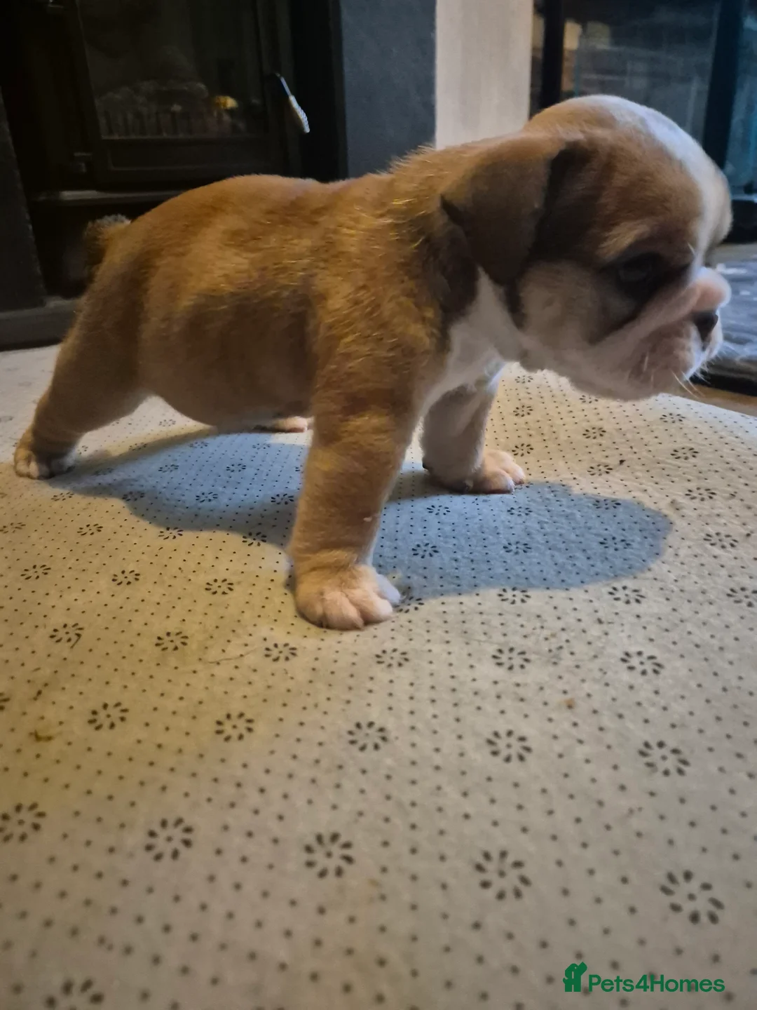 English Bulldog dogs for sale: Beautiful Red and White KC English Bulldog Puppies - Advert 9