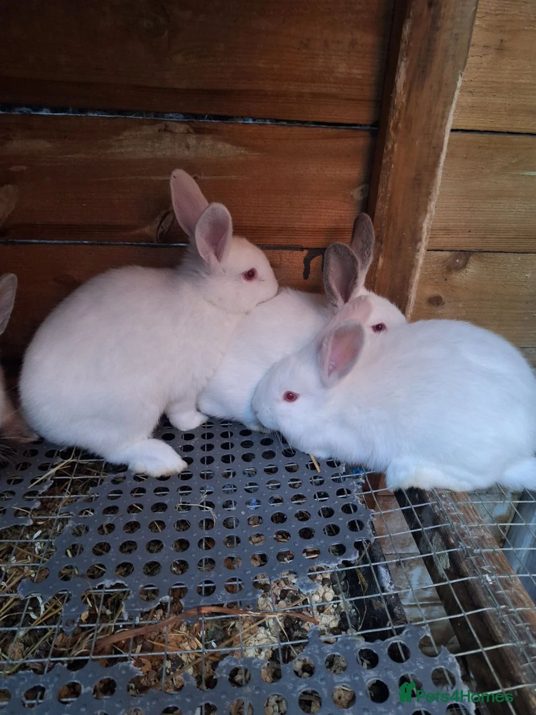 Mixed Breed rabbits for sale: Californian cross New Zealand Rabbits  - Advert 2
