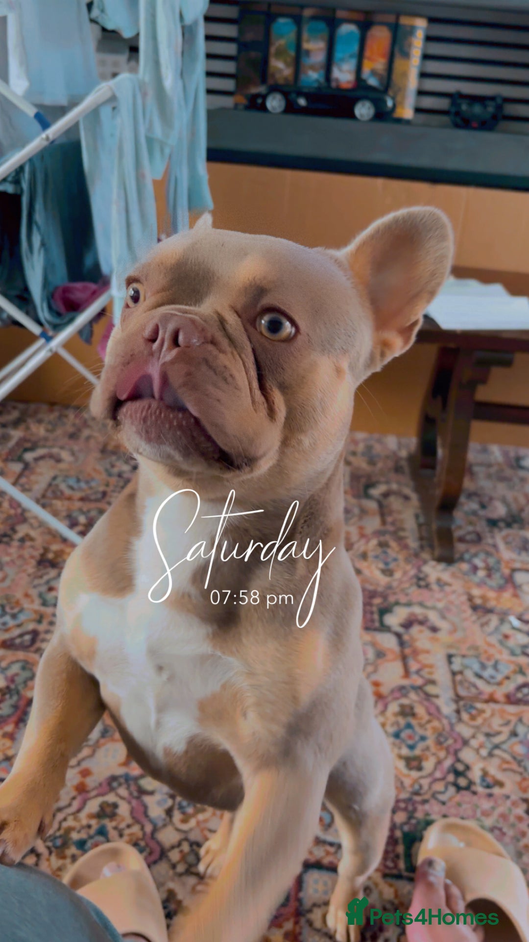 French Bulldog dogs for sale: French bulldog Isabella breed - Image 3