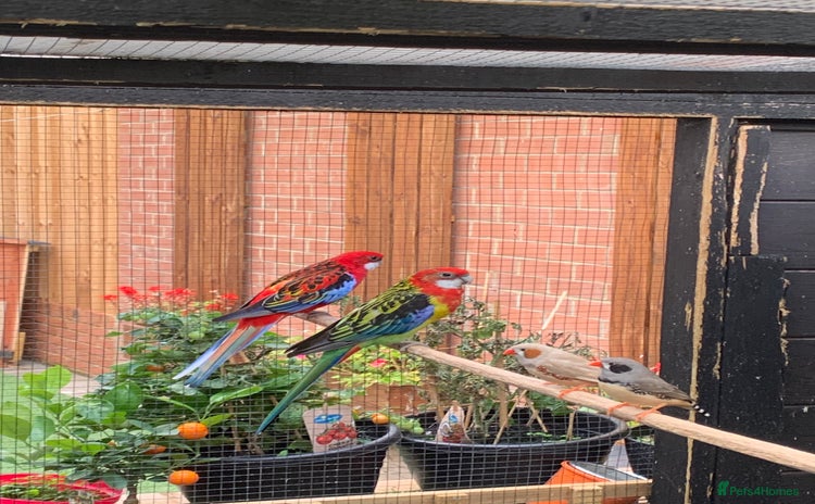 Parakeets birds - Advert 1
