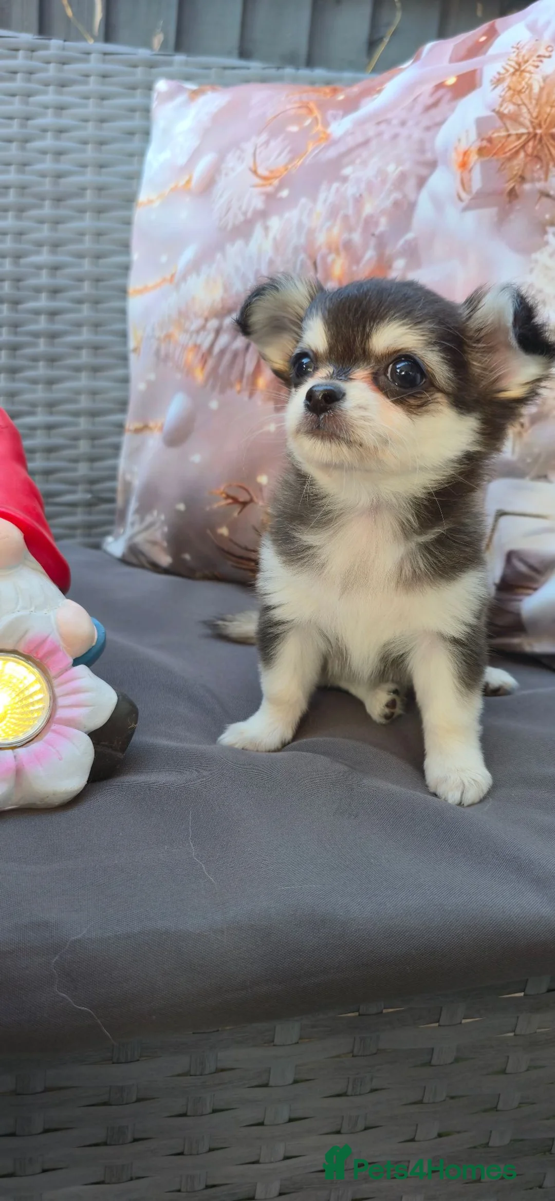 Chihuahua dogs for stud: Chihuahua for stud  - Advert 2