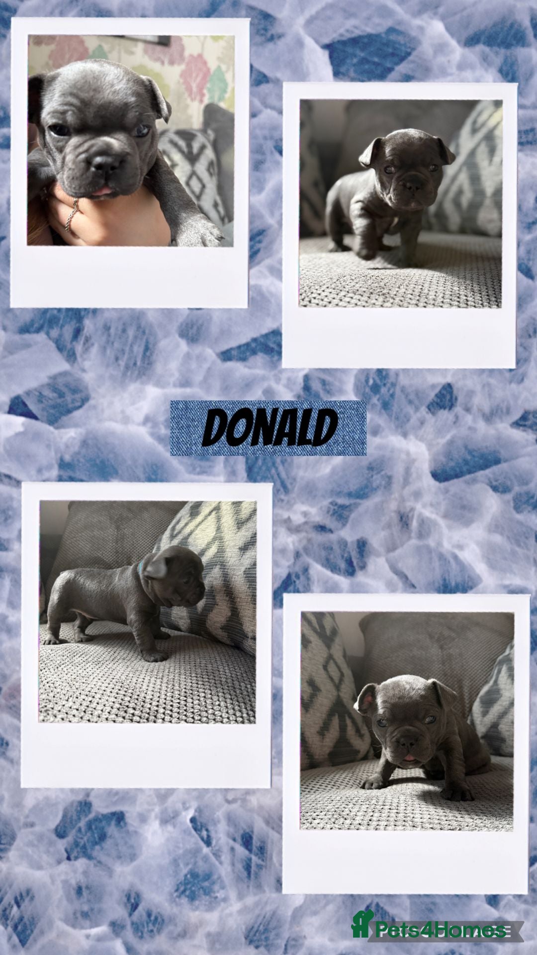 French Bulldog dogs for sale: 2 beautiful litters of French bulldog puppies - Image 17