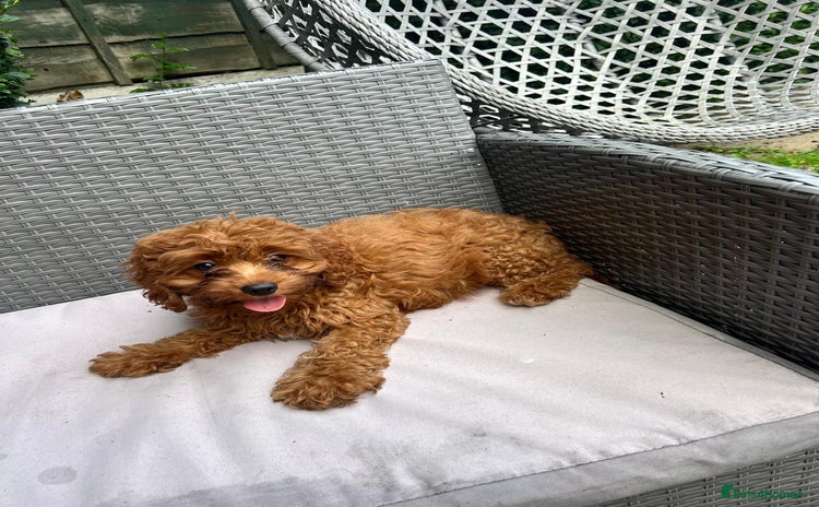 Cavapoo dogs - Advert 12