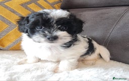 Shihpoo dogs for sale: Adorable little Shihpoo's, sold fully vaccinated - Image 14