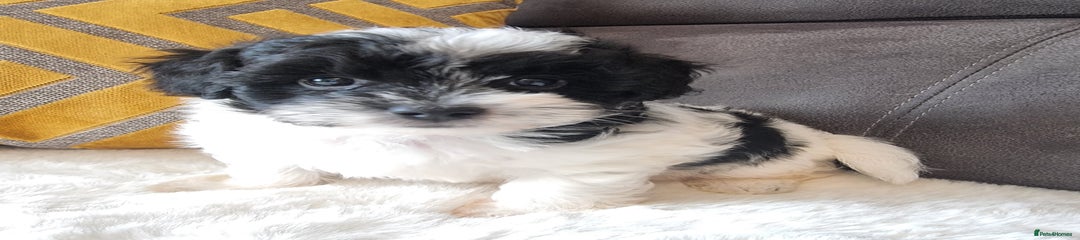 Shihpoo Puppy 3