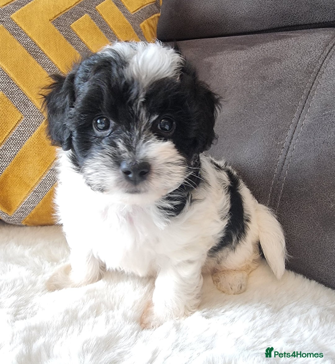 Shihpoo dogs for sale: Adorable little Shihpoo's, sold fully vaccinated - Image 14