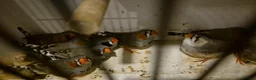 Finches birds for sale: Zebra finches - Advert 4