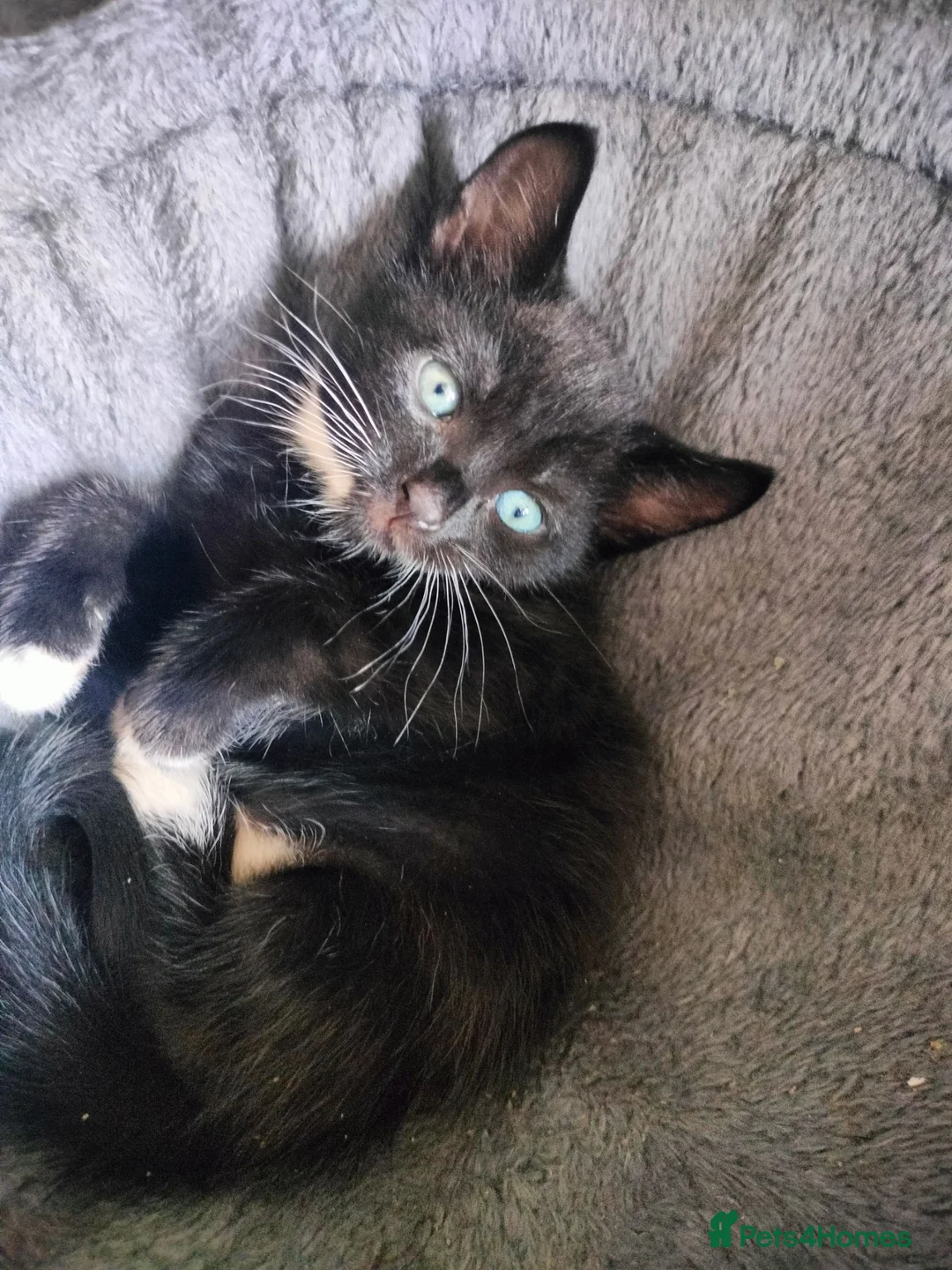 Domestic Shorthair cats for sale: Kittens for sale  in Belvedere - Advert 2