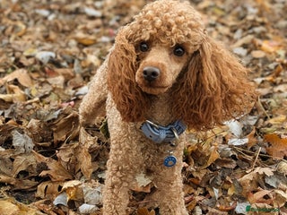 Toy Poodle dogs in Reading - Advert 2