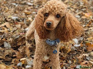 Toy Poodle dogs Stunning KC poodle stud in Reading - Advert 16