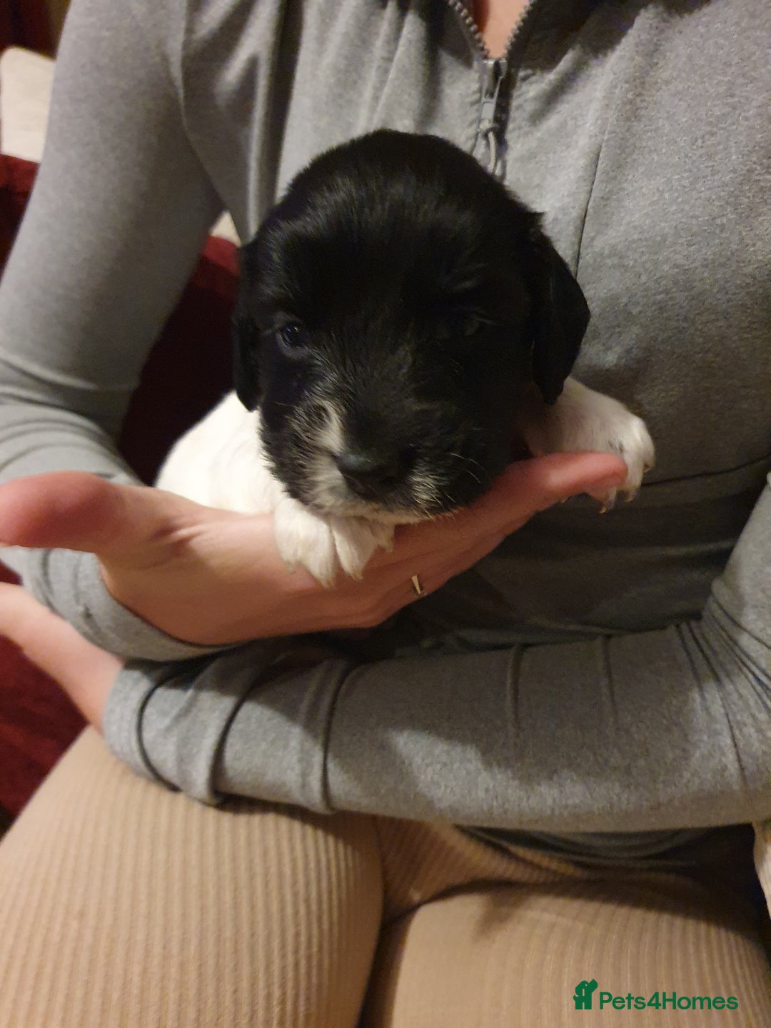 Springador dogs for sale: Springador puppies - Advert 2