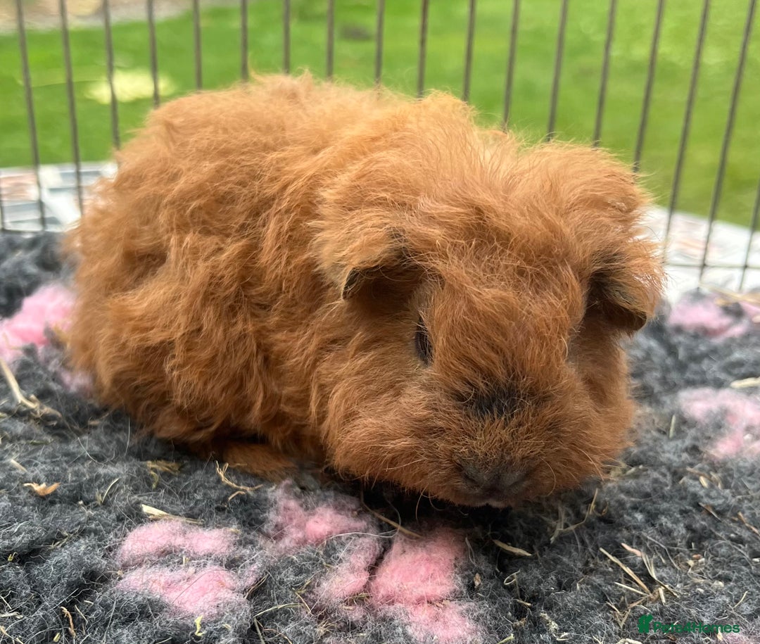 Guinea Pig rodents for sale: Texel,Sheltie,merino,coronet guinea pigs  - Image 5