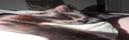 Domestic Shorthair cats for sale: Bandit – Cat Looking for a Loving Home - Advert 7