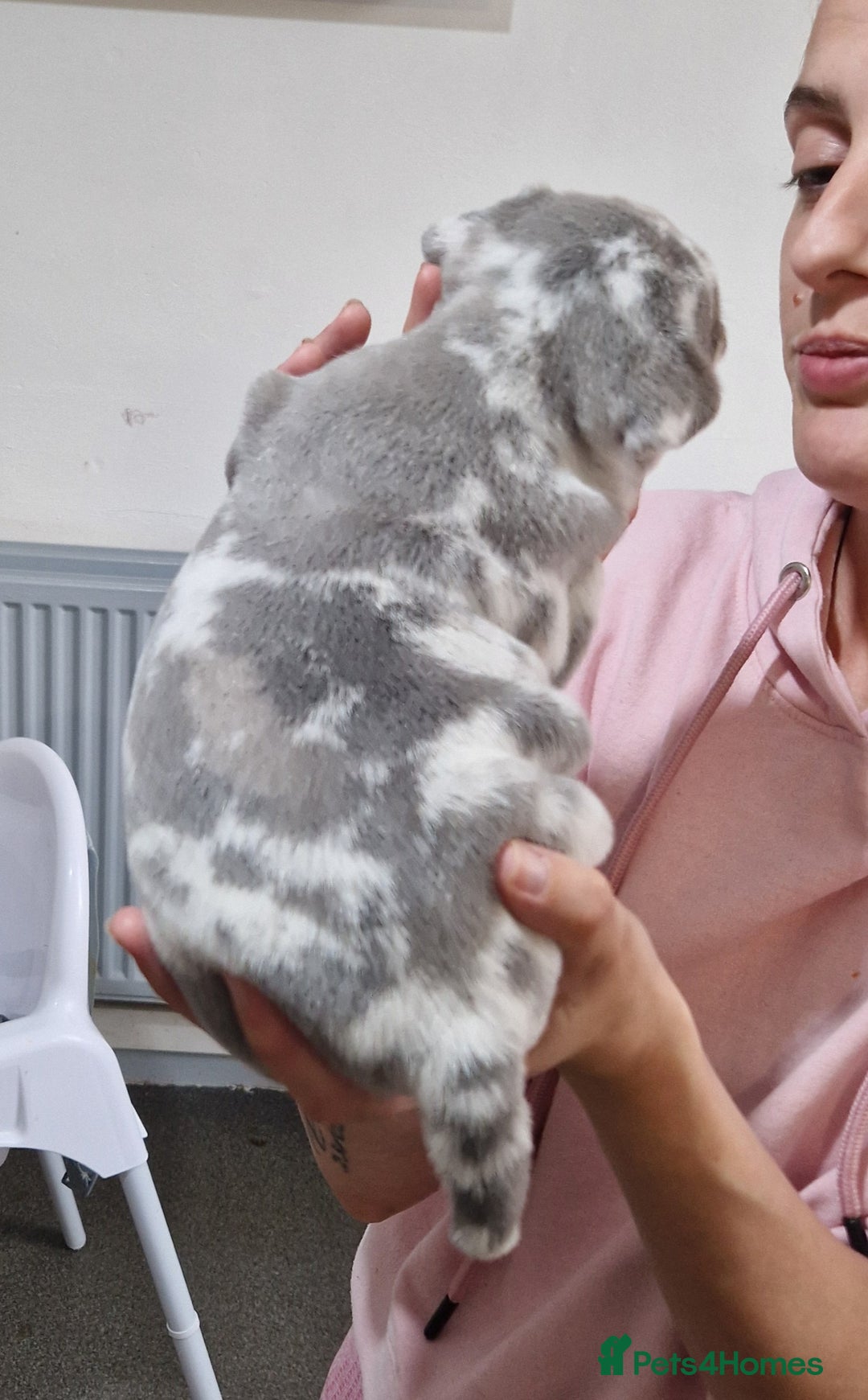 French Bulldog dogs for sale: 3 French bulldog puppies left - Image 8