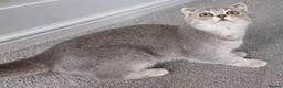 Scottish Fold cats for sale: TICA affectionate Inoculated Scottish fold  - Advert 7