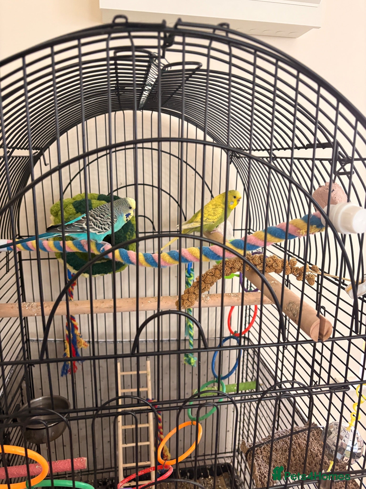 Budgerigars birds Pair of budgies  - Advert 1