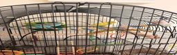 Budgerigars birds for sale: Pair of budgies  - Advert 1