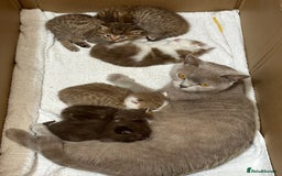 British Shorthair cats for sale: Kittens British shorthair mixed  - Image 5