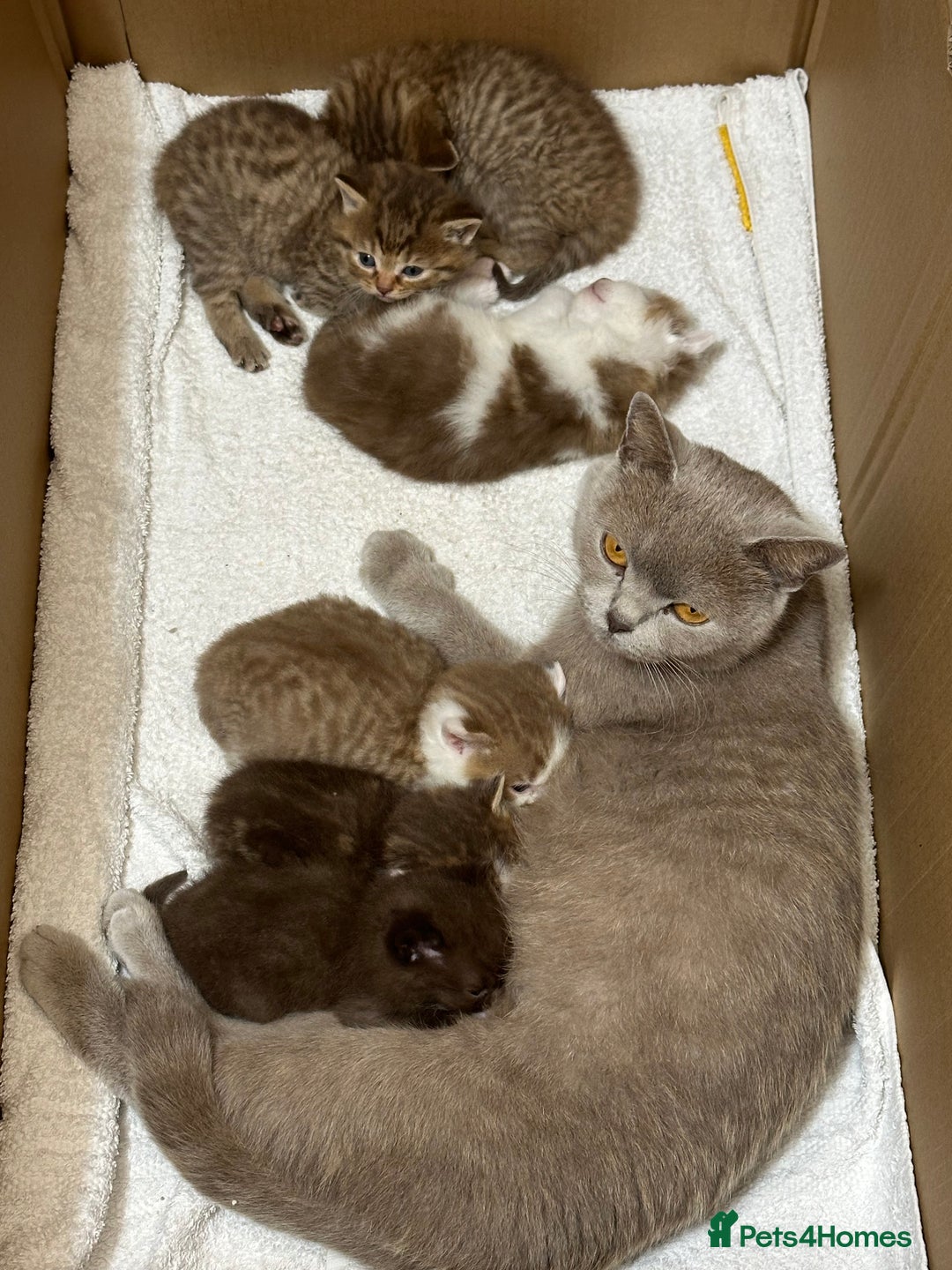 British Shorthair cats for sale: Kittens British shorthair mixed  - Image 5
