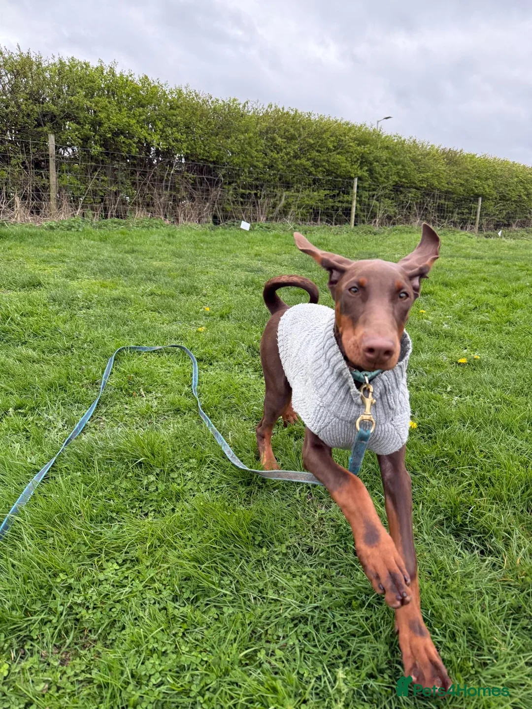 Dobermann dogs for sale: Tanned Female 5 month old Doberman  in Borehamwood - Advert 5