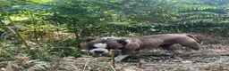 Mixed Breed dogs for sale: Mum bull mix dad European Doberman Bullderman pups in Swansea - Advert 18