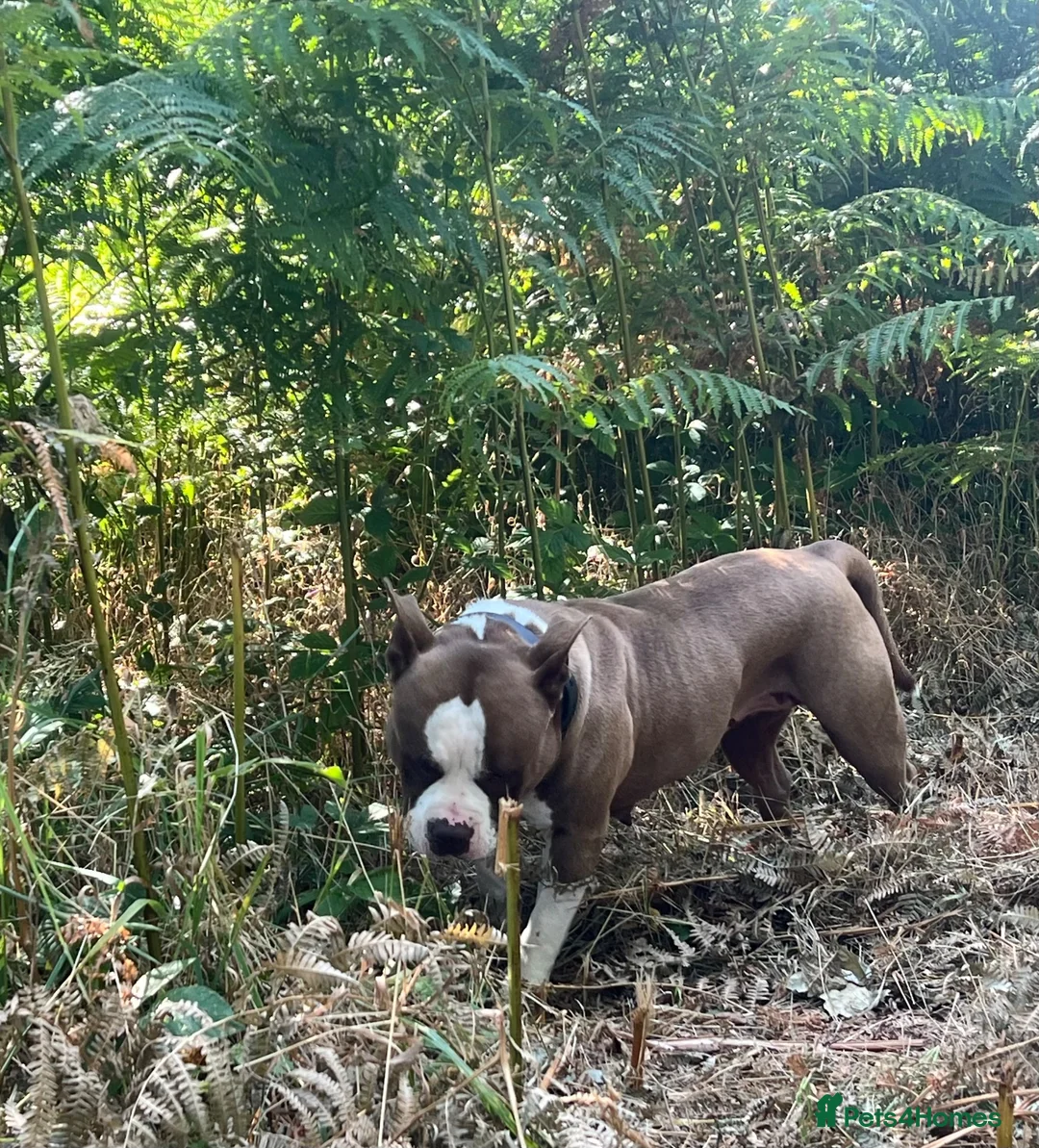 Mixed Breed dogs for sale: Mum bull mix dad European Doberman Bullderman pups in Swansea - Advert 18