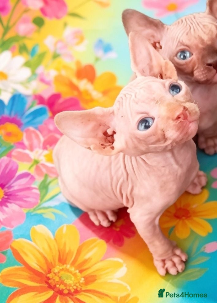 Sphynx cats GORGEOUS RED/SILVER SPHYNX BOY KITTEN  - Advert 11