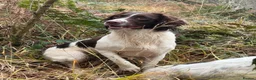 English Springer Spaniel dogs for sale: Beautiful Springer Spaniel Puppies For Sale  - Advert 26