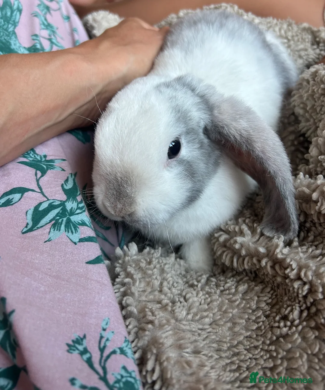 Mini Lop rabbits for sale: Baby Mini Lops - Advert 1