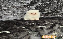 Pomeranian dogs for sale: Top Quality 🐼 Championship Lines - Image 15