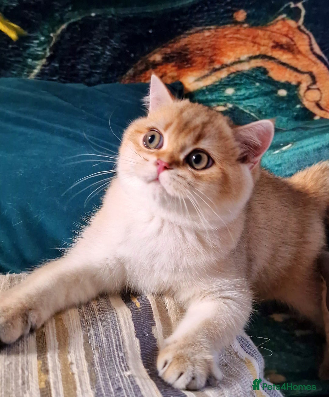 British Shorthair cats for sale: NY12 GOLDEN BSH BOY READY TO GO! - Image 11