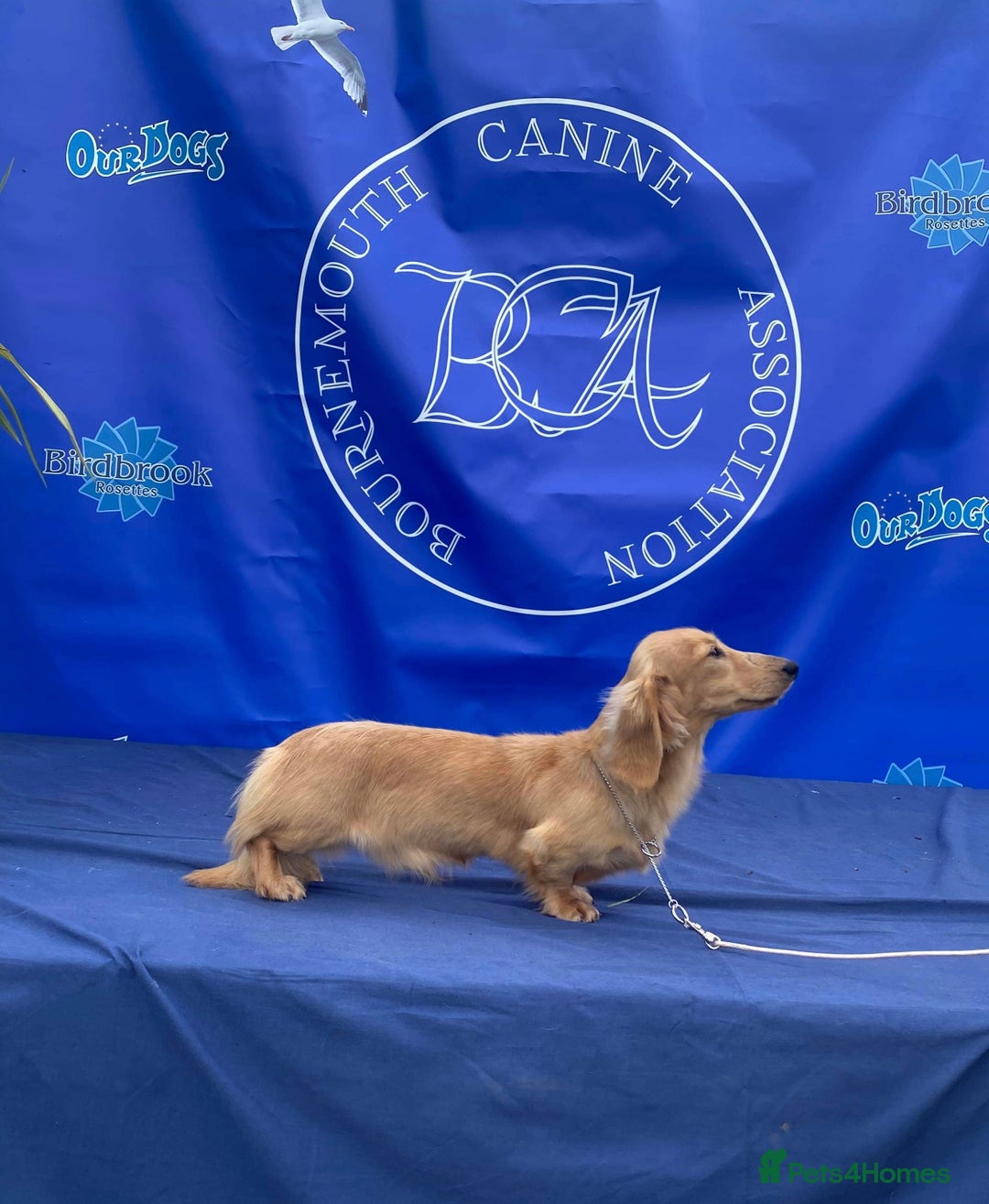 Miniature Dachshund dogs for stud: Shaded cream miniature longhaired Stud in Newton Abbot - Advert 7