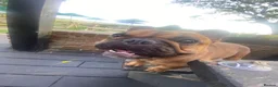 French Bulldog dogs for stud: Rodney - Advert 2