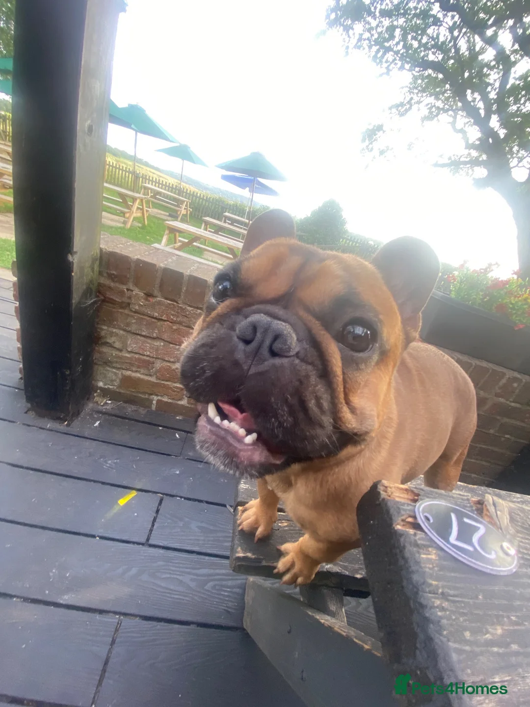 French Bulldog dogs for stud: Rodney - Advert 2