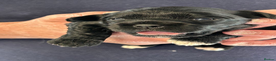 Peekapoo
